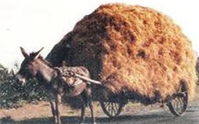 donkey_hay